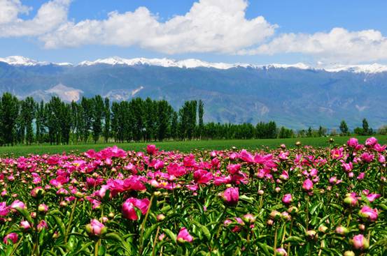 xinjiang sailimu lake