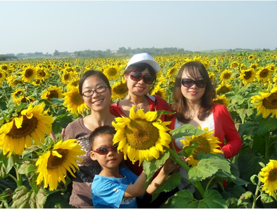 8000 Acres Sunflower Field in Guangxi Wuxuan County