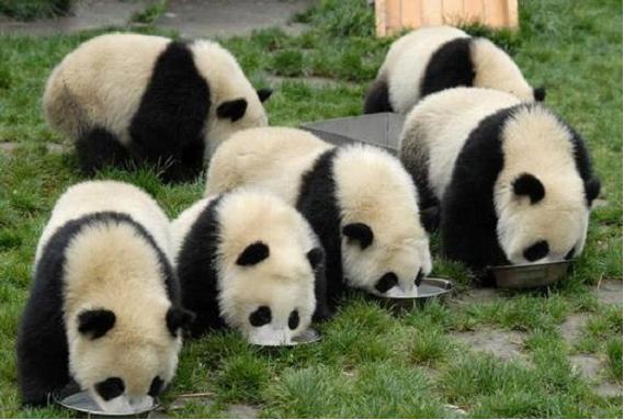 Pay a visit to Giant Panda Paradise in Chengdu
