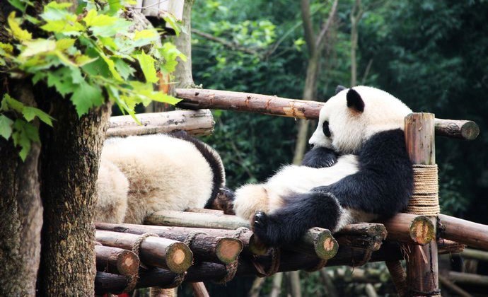 Get Close Distance to Panda in Chengdu