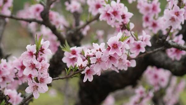 Spring Trip to Shanghai Nanhui Peach Blossom Festival