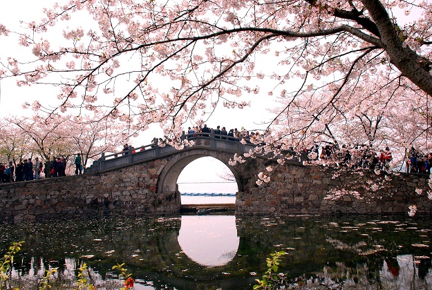 A trip to Wuxi for cherry blossom period