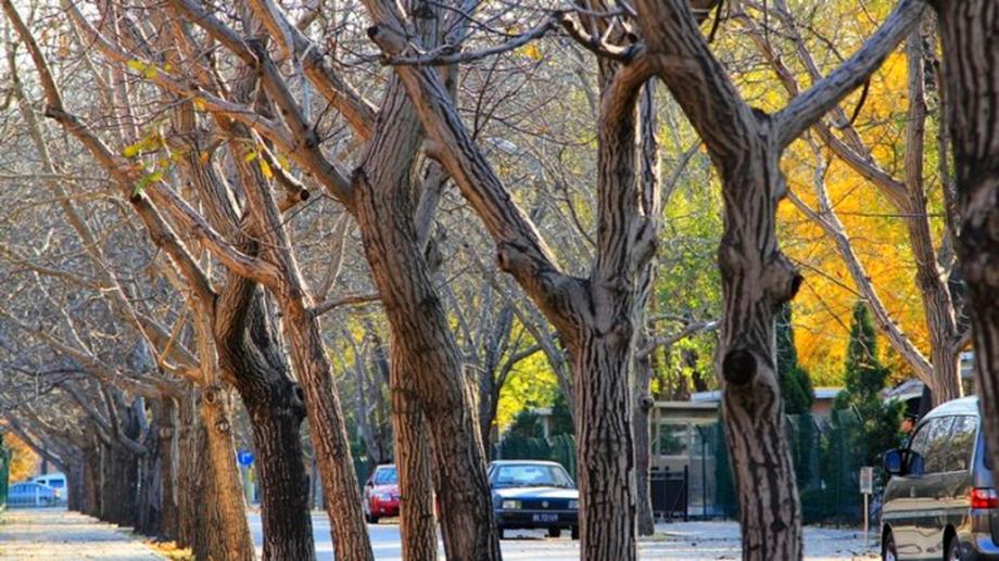 Late Fall in Beijing