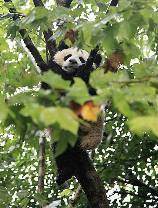 Chengdu Panda Base