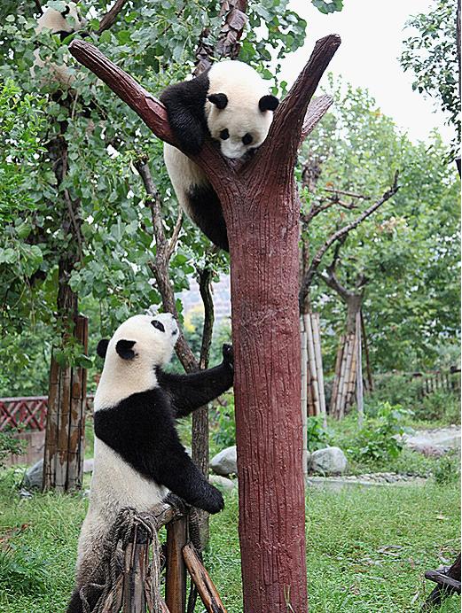 Chengdu Panda Base