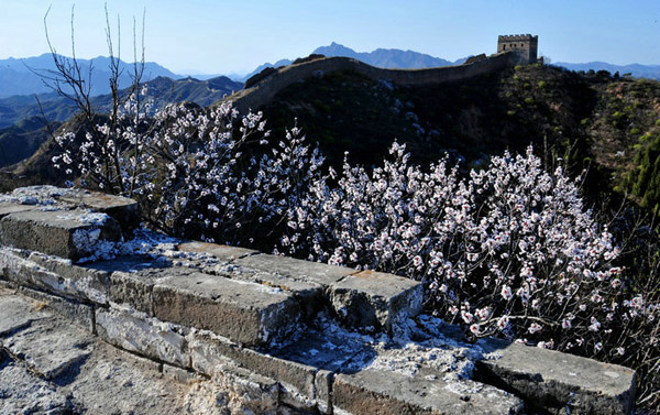 春遊景山嶺長城賞杏花