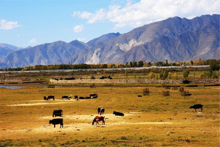 Let your heart to get momentary peace in Tibet Nyingchi